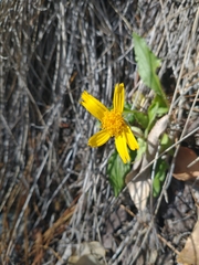 Arnica cernua
