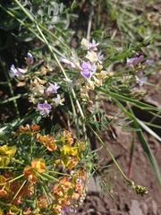 Astragalus austriacus