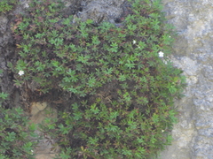 Potentilla saxifraga