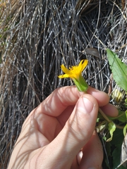Arnica cernua
