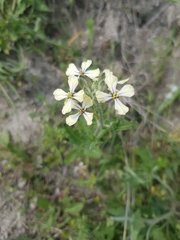 Eruca vesicaria