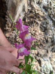 Antirrhinum majus