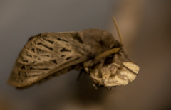 Oxycanus antipoda
