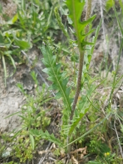 Eruca vesicaria