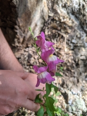 Antirrhinum majus