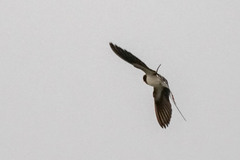 Hirundo rustica