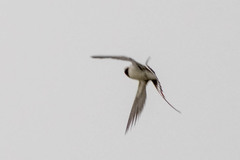 Hirundo rustica