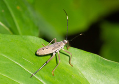 Notobitus
