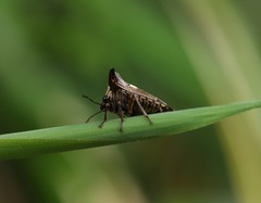 Alcimocoris japonensis