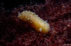 Doris ocelligera