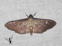 Microthyris anormalis