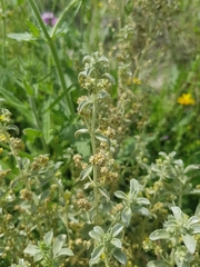 Mercurialis tomentosa