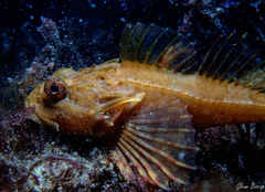 Sea Scorpion photo 4