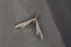 Tineodes adactylalis