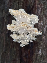 Postia punctata