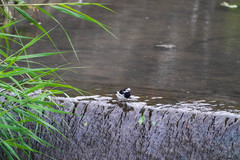 Motacilla alba lugens