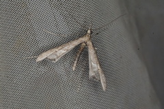 Tineodes adactylalis