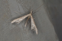 Tineodes adactylalis