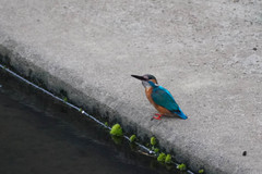 Alcedo atthis