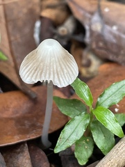 Mycena cystidiosa