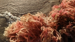 Acanthophora spicifera