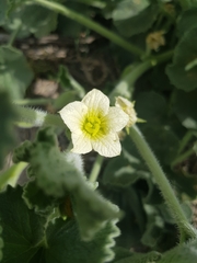 Ecballium elaterium