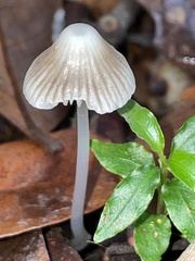 Mycena cystidiosa