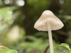 Mycena cystidiosa
