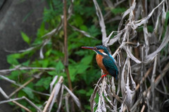 Alcedo atthis
