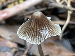 Mycena cystidiosa