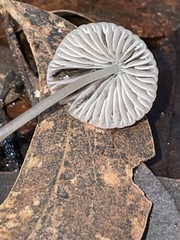 Mycena cystidiosa