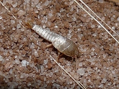 Neoasterolepisma
