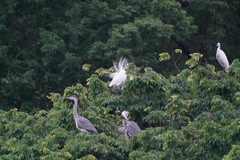 Ardea alba