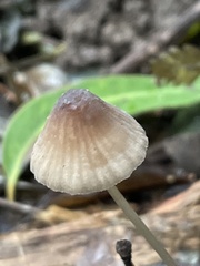 Mycena cystidiosa
