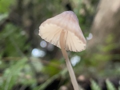 Mycena cystidiosa