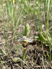 Ophrys fuciflora