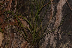 Leptomeria acida
