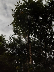 Cussonia zuluensis
