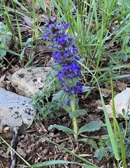 Ajuga genevensis