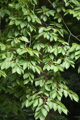 Celtis julianae