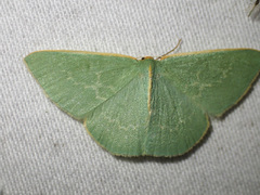 Chlorocoma melocrossa