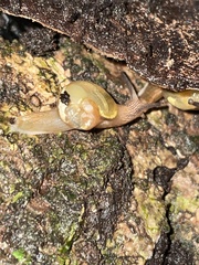 Helicarion mastersi