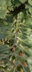 Hyoscyamus albus