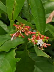 Rauvolfia serpentina