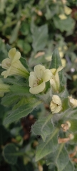 Hyoscyamus albus