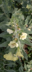 Hyoscyamus albus