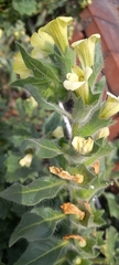 Hyoscyamus albus