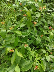 Rauvolfia serpentina