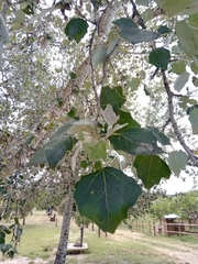 Populus alba