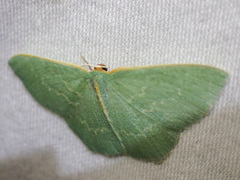 Chlorocoma melocrossa